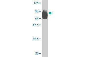 Western Blot detection against Immunogen (83. (OXSR1 Antikörper  (AA 1-527))