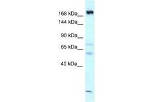 Image no. 1 for anti-Calmodulin Regulated Spectrin Associated Protein 1 (CAMSAP1) (AA 1290-1339) antibody (ABIN6747770)