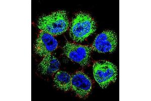 Confocal immunofluorescent analysis of GTF2H2C Antibody (C-term) (ABIN655372 and ABIN2844928) with NCI- cell followed by Alexa Fluor 488-conjugated goat anti-rabbit lgG (green).
