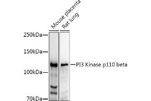 Western blot analysis of extracts of various cell lines, using PI3 Kinase p110 beta antibody (ABIN3021219, ABIN3021220, ABIN3021221 and ABIN6214072) at 1:1000 dilution. (PIK3CB Antikörper  (AA 771-1070))