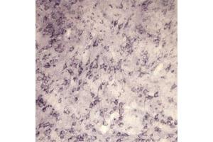 IHC on rat brain using Rabbit antibody to extracellular, N-terminal part of Sortilin (Neurotensin receptor 3, NTR3, Sort1): IgG  at a concentration of 10 µg/ml. (Sortilin 1 Antikörper)