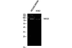 Western Blotting (WB) image for anti-Neuregulin 3 (NRG3) (Internal Region) antibody (ABIN3181485)