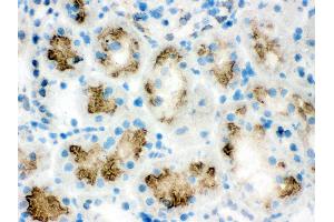Anti- ABCG2 Picoband antibody, IHC(F) IHC(F): Rat Kidney Tissue