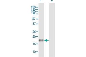 Western Blot analysis of BAALC expression in transfected 293T cell line by BAALC MaxPab polyclonal antibody. (BAALC Antikörper  (AA 1-145))