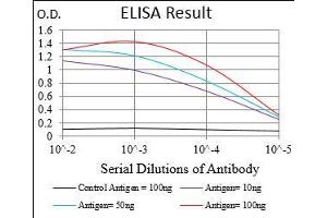 Black line: Control Antigen (100 ng), Purple line: Antigen(10 ng), Blue line: Antigen (50 ng), Red line: Antigen (100 ng), (DIS3L2 Antikörper  (AA 27-250))