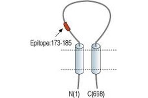 Representative domain view of the target of ABIN7043634.