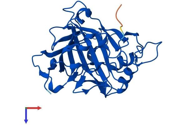 CA7 Protein (AA 1-264) (His tag)
