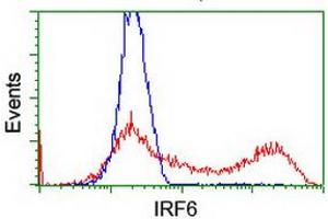 Flow Cytometry (FACS) image for anti-Interferon Regulatory Factor 6 (IRF6) antibody (ABIN1498902) (IRF6 Antikörper)
