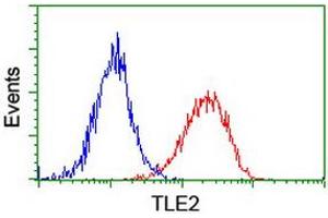 Image no. 3 for anti-Transducin-Like Enhancer Protein 2 (TLE2) antibody (ABIN1501408) (TLE2 Antikörper)