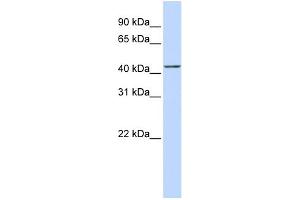 WB Suggested Anti-ACTR2 Antibody Titration:  0. (ACTR2 Antikörper  (Middle Region))