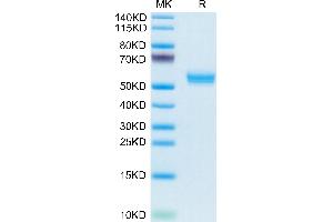 SDS-PAGE (SDS) image for Tumor Necrosis Factor (Ligand) Superfamily, Member 13b (TNFSF13B) (AA 141-285), (Trimer) protein (His-Avi Tag) (ABIN7273908)