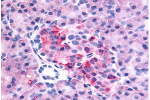 Anti-GPR35 antibody  ABIN1048806 IHC staining of human pancreas. (GPR35 Antikörper  (C-Term))