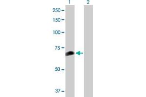 Western Blot analysis of FANCC expression in transfected 293T cell line by FANCC MaxPab polyclonal antibody. (FANCC Antikörper  (AA 1-558))