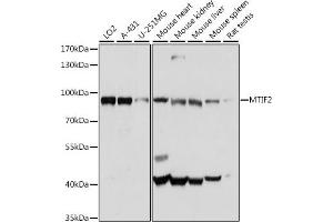 Western blot analysis of extracts of various cell lines, using MTIF2 antibody (ABIN7268591) at 1:1000 dilution.