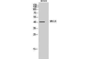Western Blotting (WB) image for anti-Mortality Factor 4 Like 1 (MORF4L1) (Internal Region) antibody (ABIN3185629) (MORF4L1 Antikörper  (Internal Region))