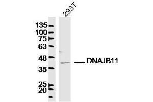 293T lysates probed with DNAJB11 Polyclonal Antibody, Unconjugated  at 1:300 dilution and 4˚C overnight incubation. (DNAJB11 Antikörper  (AA 25-130))