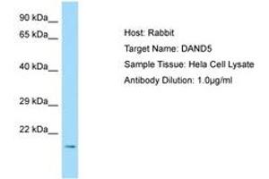 Image no. 1 for anti-DAN Domain Family, Member 5 (DAND5) (N-Term) antibody (ABIN6750048) (DAND5 Antikörper  (N-Term))