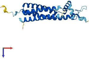TSPAN13 Protein (AA 1-204) (His tag)