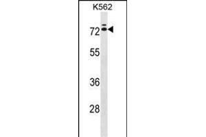 IL23R Antibody (C-term) (ABIN1537317 and ABIN2848665) western blot analysis in K562 cell line lysates (35 μg/lane).