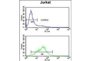 Flow cytometry analysis of Jurkatcells (bottom histogram) compared to a negative control cell (top histogram). (POLD1 Antikörper  (AA 710-739))