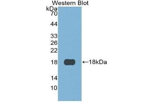 Detection of Recombinant S100A3, Human using Monoclonal Antibody to S100 Calcium Binding Protein A3 (S100A3) (S100A3 Antikörper  (AA 1-101))