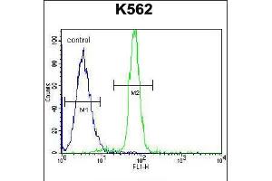 Flow cytometric analysis of K562 cells (right histogram) compared to a negative control cell (left histogram). (CLIP3 Antikörper  (C-Term))