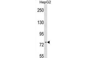 Western Blotting (WB) image for anti-RRN3 RNA Polymerase I Transcription Factor (RRN3) antibody (ABIN2999362) (RRN3 Antikörper)