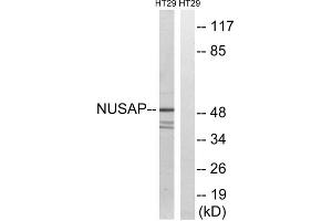 Western blot analysis of extracts from HT-29 cells, using NUSAP1 antibody. (NUSAP1 Antikörper  (C-Term))