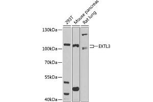 Western blot analysis of extracts of various cell lines, using EXTL3 antibody (ABIN1679782, ABIN3018195, ABIN3018196 and ABIN6220395) at 1:1000 dilution. (EXTL3 Antikörper  (AA 52-220))