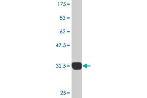 Western Blot detection against Immunogen (32. (SH3G2 Antikörper  (AA 64-124))
