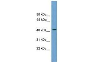 Image no. 1 for anti-Major Facilitator Superfamily Domain Containing 3 (MFSD3) (AA 179-228) antibody (ABIN6744914) (MFSD3 Antikörper  (AA 179-228))