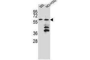 PRAMEF12 Antibody (Center) western blot analysis in 293,NCI-H292 cell line lysates (35µg/lane). (PRAMEF12 Antikörper  (Middle Region))