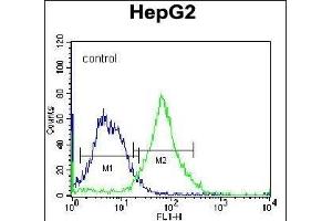 FNDC7 Antibody (C-term) (ABIN656212 and ABIN2845530) flow cytometric analysis of K562 cells (right histogram) compared to a negative control cell (left histogram). (FNDC7 Antikörper  (C-Term))