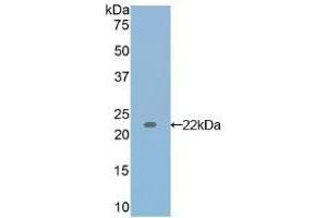 Detection of Recombinant IL17, Canine using Polyclonal Antibody to Interleukin 17 (IL17) (IL-17 Antikörper  (AA 1-155))