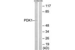 Western blot analysis of extracts from COS cells, using PDK1 (Ab-9) Antibody. (PDPK1 Antikörper  (AA 1-50))