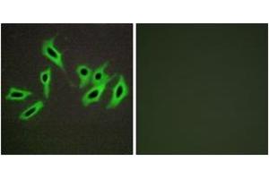 Immunofluorescence (IF) image for anti-serpin Peptidase Inhibitor, Clade D (Heparin Cofactor), Member 1 (SERPIND1) (AA 41-90) antibody (ABIN2889379) (SERPIND1 Antikörper  (AA 41-90))