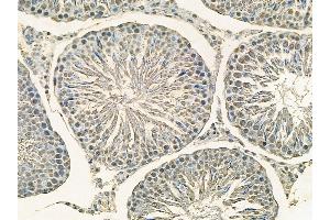 Rpb1 CTD Mouse Monoclonal Antibody at 1/100 staining rat testis tissue by IHC-P. (Rpb1 CTD Antikörper)