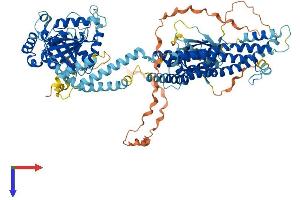 DNM2 Protein (AA 1-870) (His tag)
