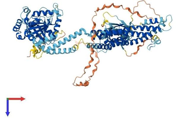DNM2 Protein (AA 1-870) (His tag)