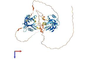 APBA3 Protein (AA 1-575) (His tag)