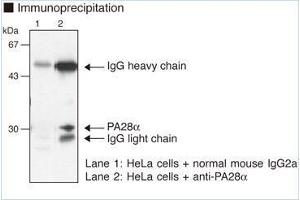Western Blotting (WB) image for anti-Proteasome (Prosome, Macropain) Activator Subunit 1 (PA28 Alpha) (PSME1) antibody (ABIN1449243) (PSME1 Antikörper)