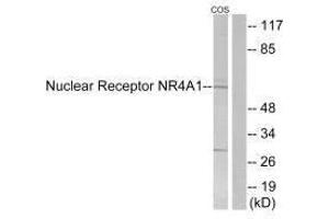 Western blot analysis of extracts from COS-7 cells, using Nuclear Receptor NR4A1 (Ab-351) antibody. (NR4A1 Antikörper  (Ser351))