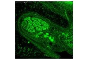 Sample Type:  Mouse Cochlea   Dilution:  1:500 (Neurogenin 1 Antikörper  (C-Term))