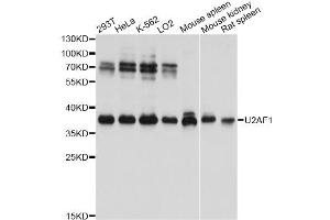 Western blot analysis of extracts of various cell lines, using U2AF1 antibody (ABIN6292319) at 1:3000 dilution. (U2AF1 Antikörper)