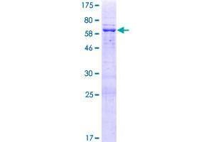 FKBPL Protein (AA 1-349) (GST tag)