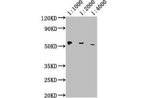 Western Blot Positive WB detected in: Hela whole cell lysate All lanes: PD-L1 antibody at 1:1000, 1:2000, 1:4000 Secondary Goat polyclonal to Mouse IgG at 1/10000 dilution Predicted band size: 33 kDa Observed band size: 55 kDa (PD-L1 Antikörper  (AA 19-238))