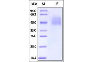 Biotinylated Human B7-H4 on SDS-PAGE under reducing (R) condition. (VTCN1 Protein (AA 29-258) (His tag,Biotin))