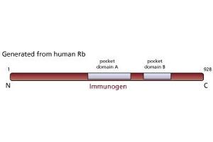 Image no. 2 for anti-Retinoblastoma 1 (RB1) (AA 514-610), (underphosphorylated) antibody (ABIN967418)