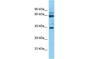 Host:  Rabbit  Target Name:  P2RX2  Sample Type:  THP-1 Whole Cell lysates  Antibody Dilution:  1. (P2RX2 Antikörper  (Middle Region))