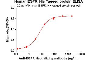 ELISA plate pre-coated by 2 μg/mL (100 μL/well) Human EGFR, His tagged protein (ABIN6964078) can bind Anti-EGFR Antibody in a linear range of 0. (EGFR Protein (His tag))